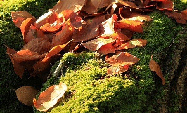 autumn-63450_640.jpg