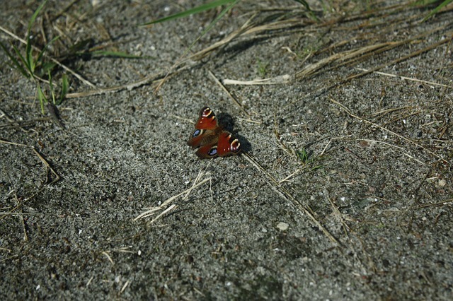butterfly-54179_640.jpg