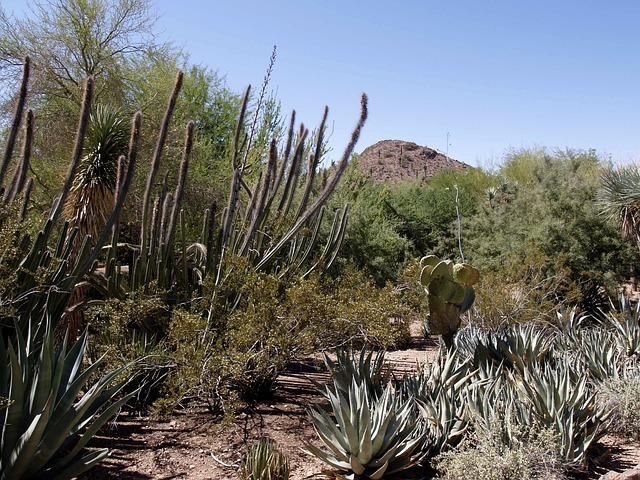 cactus-53719_640.jpg