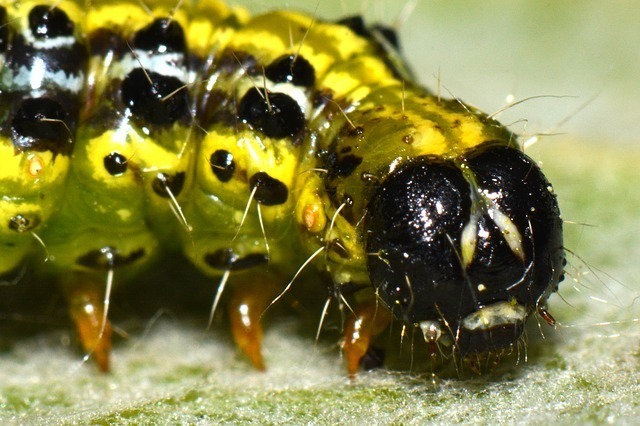 caterpillar-337261_640.jpg