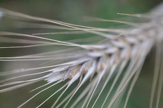 cereals-53814_640.jpg