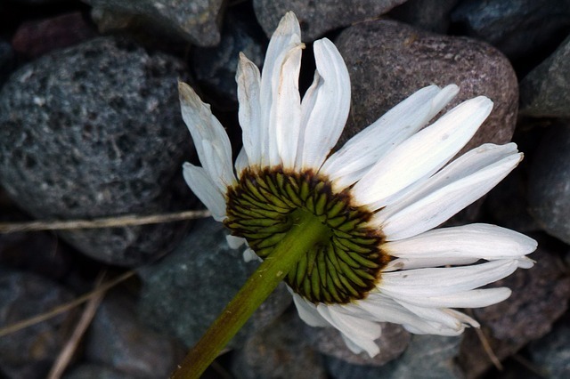 daisy-53297_640.jpg
