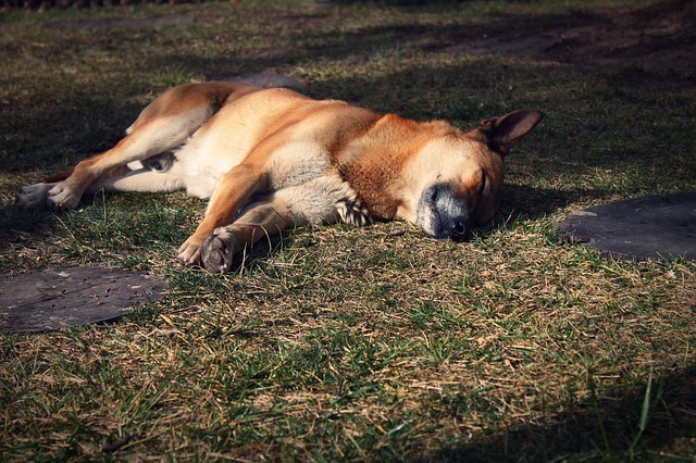 dog-63576_640.jpg