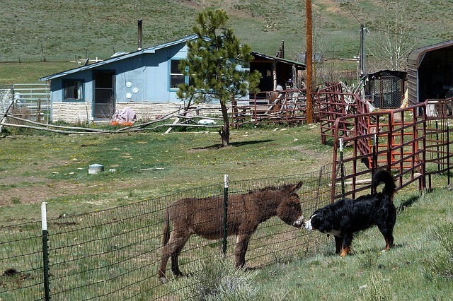 donkey-53286_640.jpg