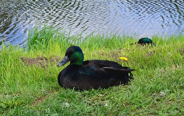 duck-338833_640.jpg