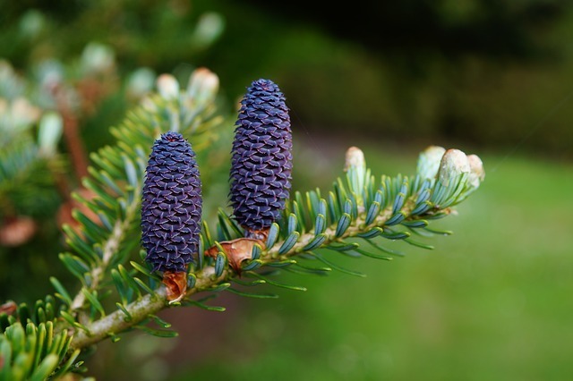 fir-334011_640.jpg