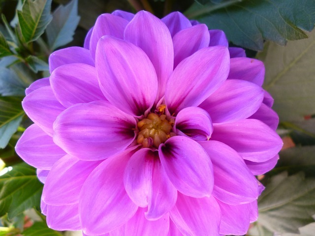 flower-54414_640.jpg