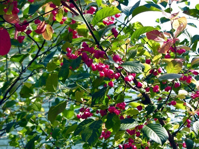 forest-57857_640.jpg