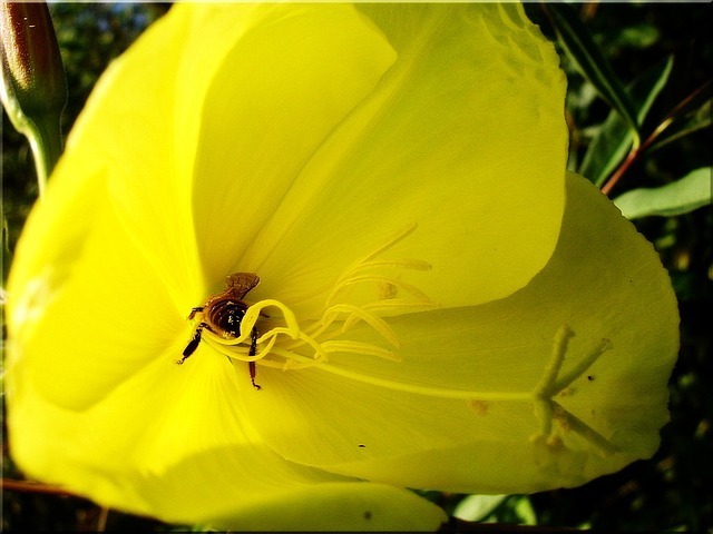 honey-bee-52825_640.jpg