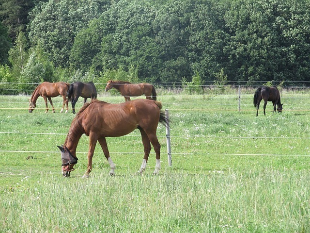 horse-54458_640.jpg