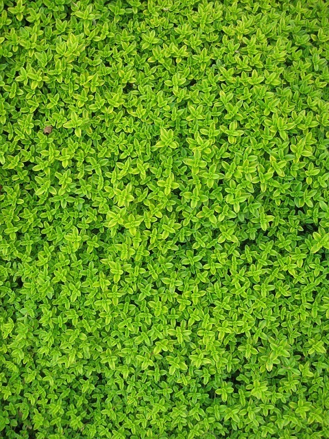 ivy-22449_640.jpg