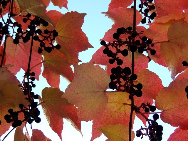 ivy-63480_640.jpg