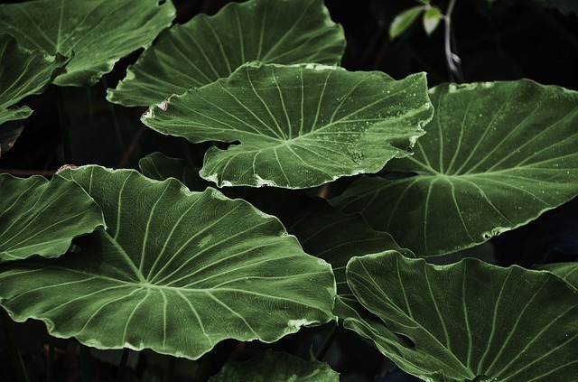 leaf-318743_640.jpg