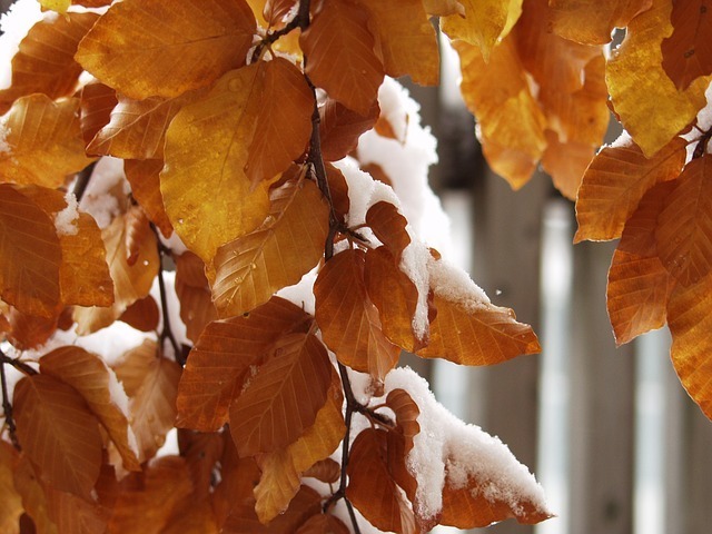 leaves-63438_640.jpg