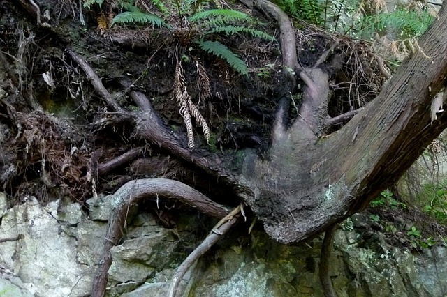 nature-52782_640.jpg