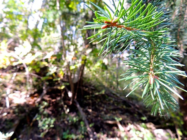 needles-63468_640.jpg