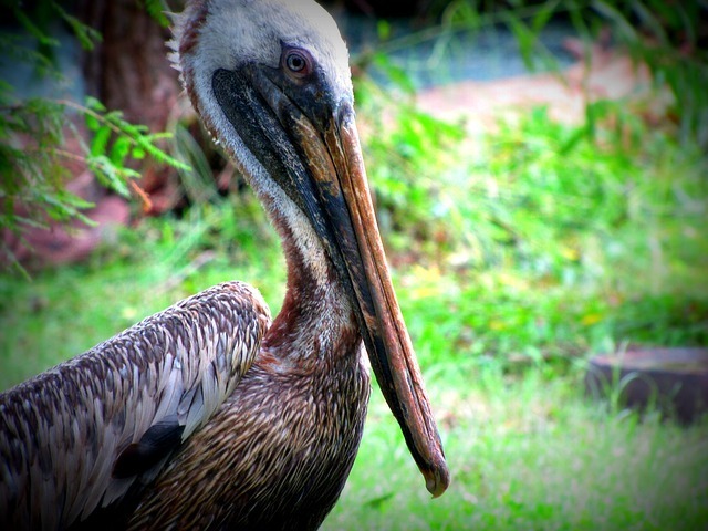 pelican-52683_640.jpg
