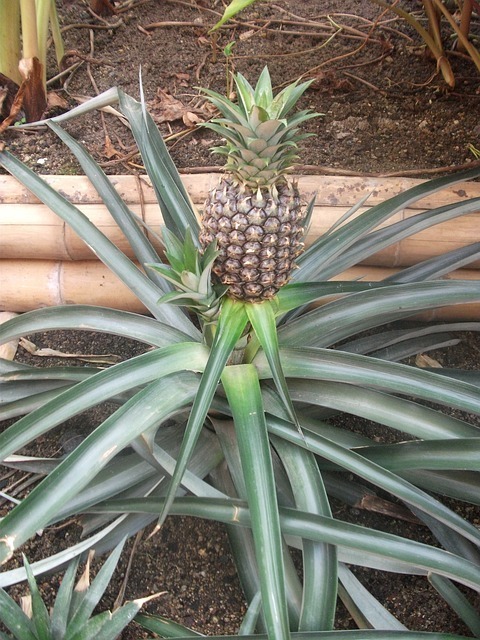 pineapple-63397_640.jpg