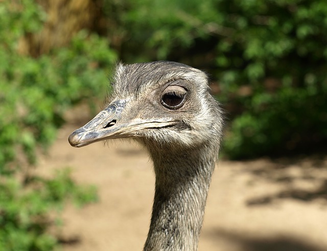 rhea-bird-327583_640.jpg