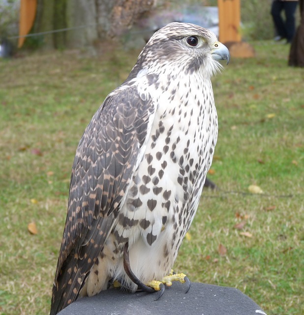 saker-or-wurgefalke-57838_640.jpg