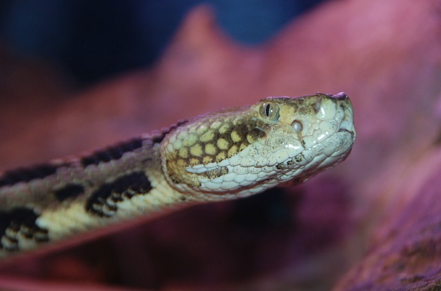 snake-63535_640.jpg