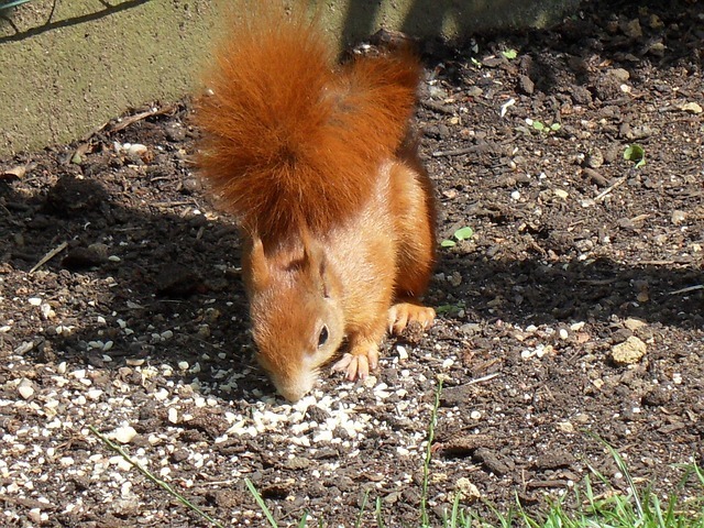 squirrel-52649_640.jpg