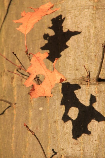 tree-63504_640.jpg
