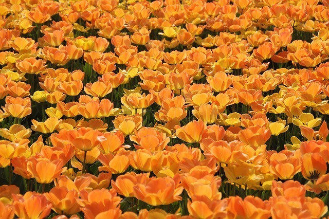 tulips-10296_640.jpg