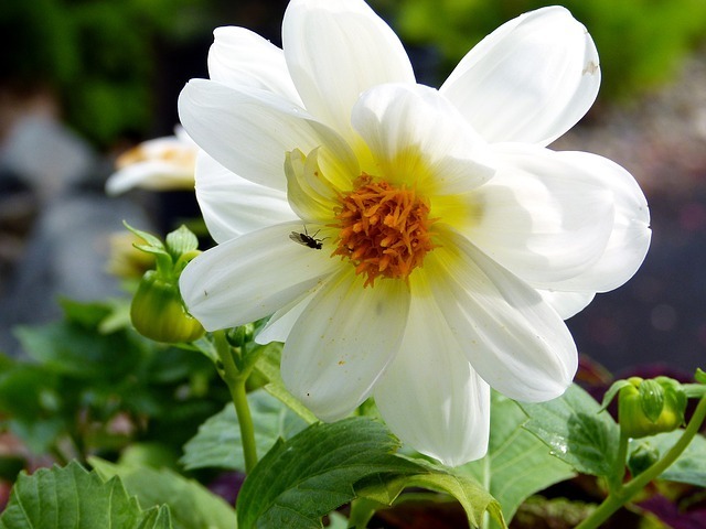 white-62212_640.jpg